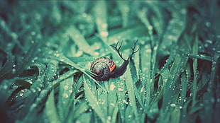 brown and black snail on grass HD wallpaper